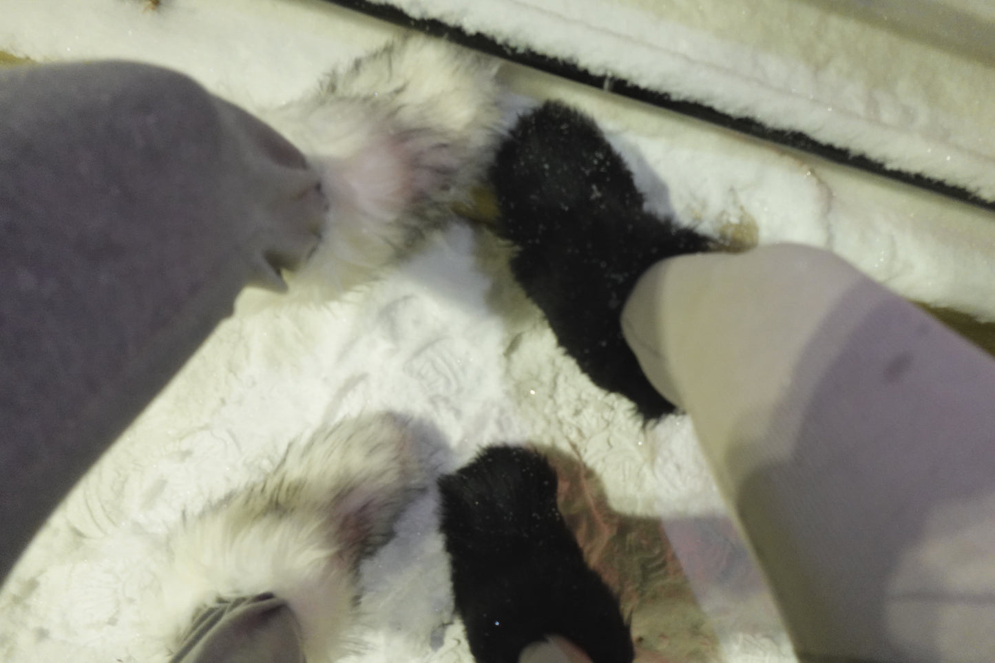 Boots With the fur